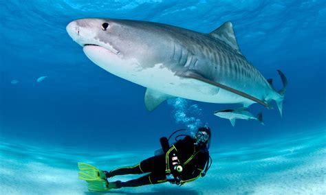 Top 5 Destinations for Scuba Diving with Sharks - AquaViews