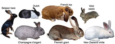 Out of a rabbit hole: research reveals genetic basis for animal ...