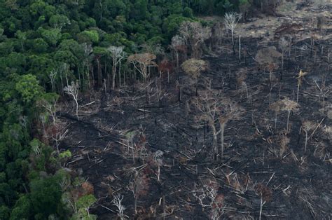 Humans Destroy Two-Thirds of World's Rainforests