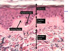 USMLE dermato