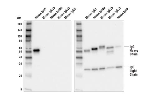 Goat Anti-Mouse IgG1, Fc gamma Specific Antibody (HRP Conjugate) | Cell ...