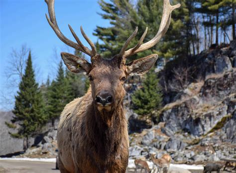 AMAZING WILDLIFE WATCHING ON A CANADIAN SAFARI - Travel Bliss Now