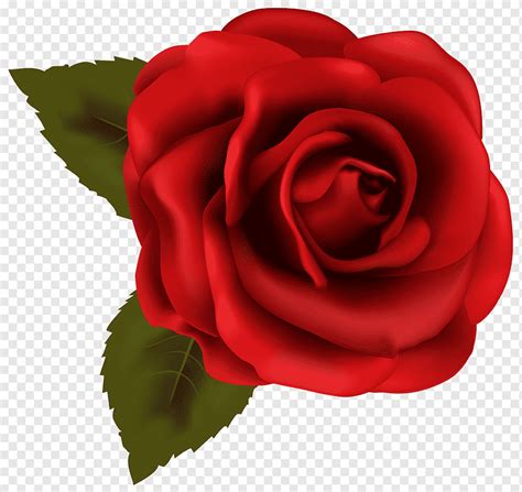 Rose Drawing, red rose decorative, floribunda, color, flower png | PNGWing