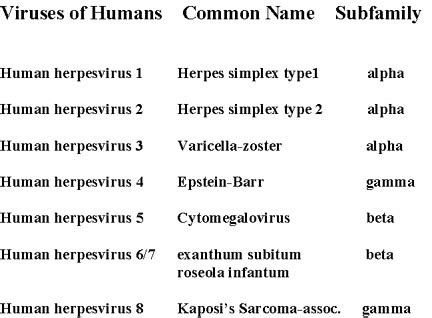 HERPES VIRUSES