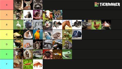 ULTIMATE PET TIER LIST Tier List (Community Rankings) - TierMaker