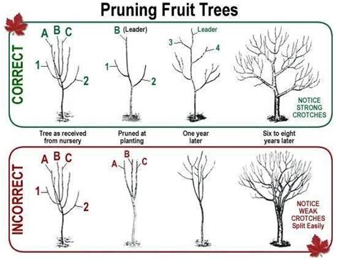 How to prune dwarf apple trees: instructions with photos – Healthy Food ...