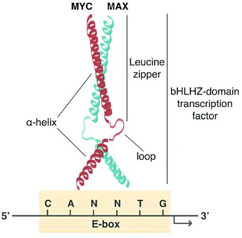 Molecular interactions of MYC: dimerization with MAX and DNA binding ...