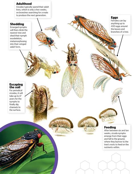 Cicada Life Cycle - How It Works | Scribd