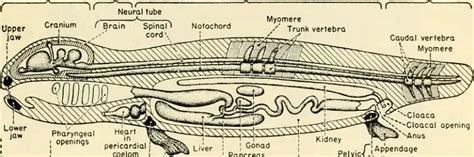 What Are Caecilians? - Worldwide Nature