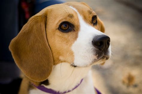 Beagle Dog Breed » Information, Pictures, & More