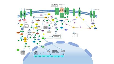 T Cell Receptor Signaling Pathway