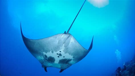 World's first known manta ray nursery discovered off the Texas coast ...