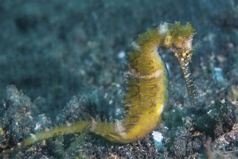 A thorny seahorse uses effective camouflage to blend into its ...