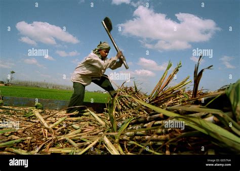 Sugar cane farmer Stock Photo - Alamy