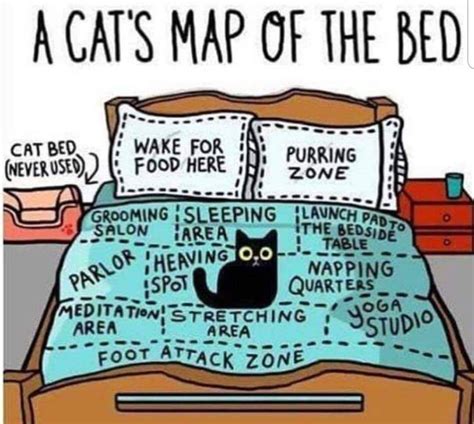 cat owners will relate. : r/funny