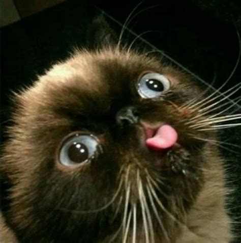 Funny Face Cat Pictures