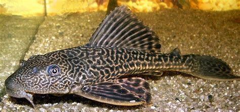 ⊛ PEZ LIMPIAFONDOS Hypostomus Plecostomus 【 Guía y Cuidados