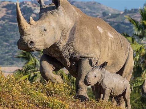 Meet SD Safari Park's New Baby: White Rhino Born With Some Help From ...