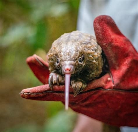 Santuário na Libéria resgata pangolins, mamíferos mais traficados do ...