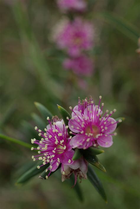 WILDFLOWER - Koondoola Regional Bushland_Western Australian Wildflower ...