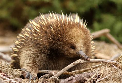 The Creature Feature: 10 Fun Facts About the Echidna | WIRED