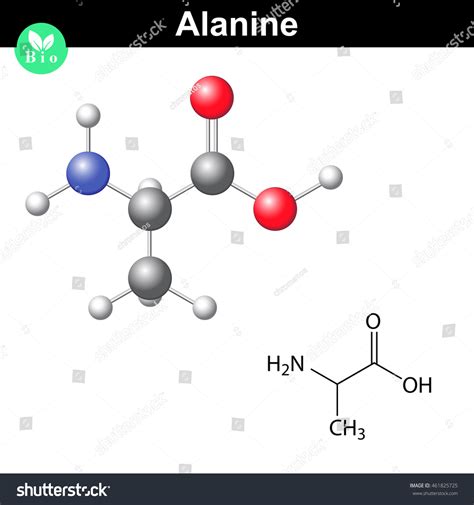 Alanine Chemical Structure Model 2d 3d Stock Vector (Royalty Free ...