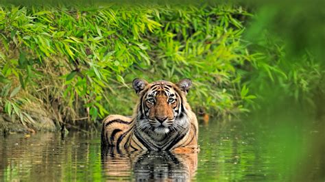 Download Bengal Tiger Animal Tiger 4k Ultra HD Wallpaper