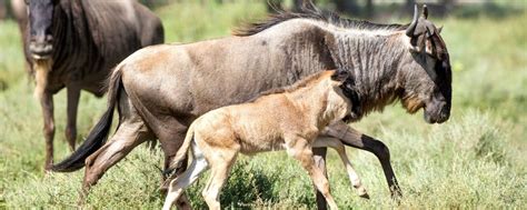 Wildebeest calves born in the Serengeti Grasslands | Wildebeest Calving