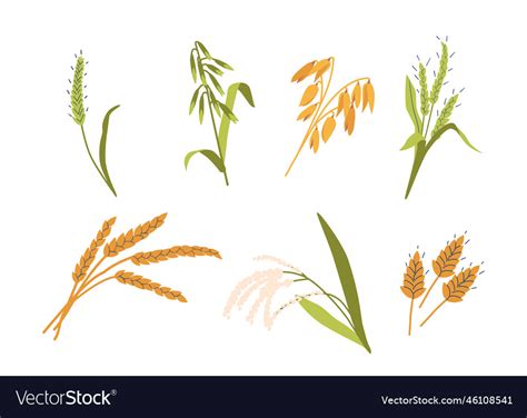 Set of cereal crops various types plants Vector Image