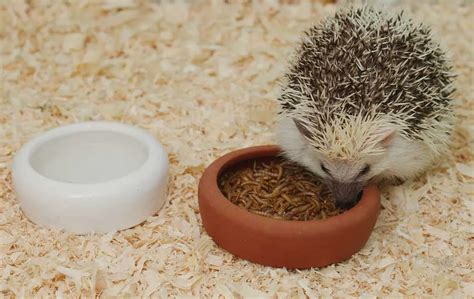 What Do Hedgehogs Eat As Pets? (2020 Hedgehog Food & Diet Guide)