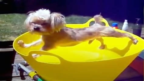 Funny Dog Bathing Compilation 2020 😂 🧼 [Funny Pets] - YouTube