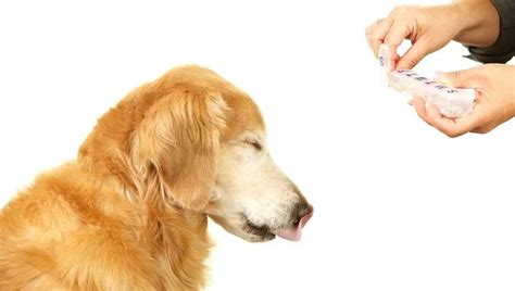 Dexamethasone For Dogs: Uses, Dosage, & Side Effects - DogTime