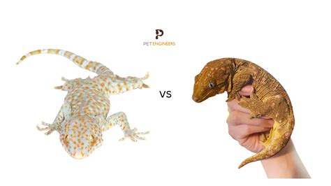 Tokay Gecko vs Leachianus Gecko: Which is Better as a Pet in 2023 ...