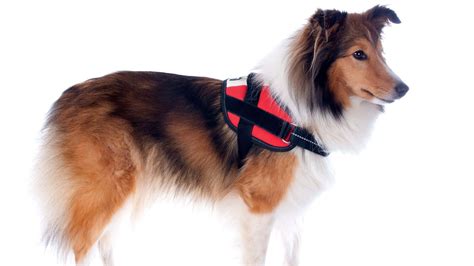 How to Put Harness on a Dog Without Biting: Stepwise Guide