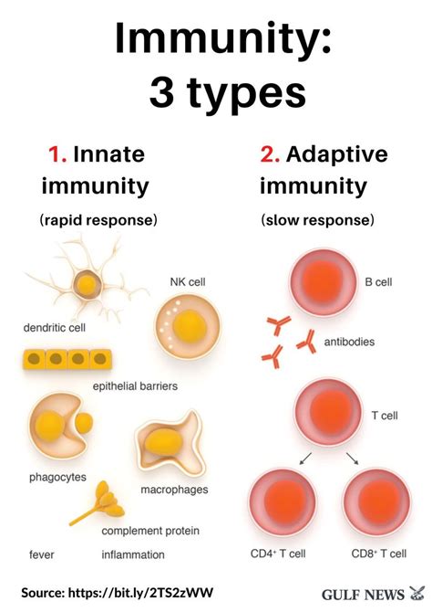 3 types of immunity: Your best defence vs coronavirus | World – Gulf News