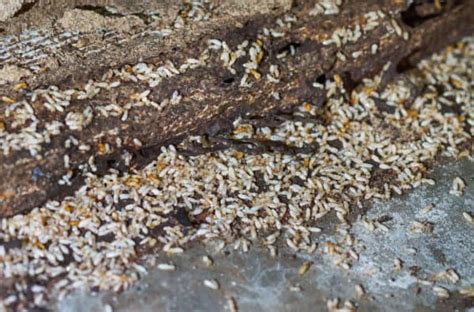 What You Should Know Before Termite Swarming Season | Termite Control