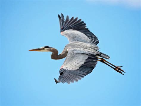 Do Great Blue Herons Migrate? (Everything Explained) | Birdfact