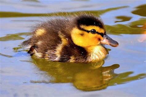 Do Ducks And Dogs Get Along