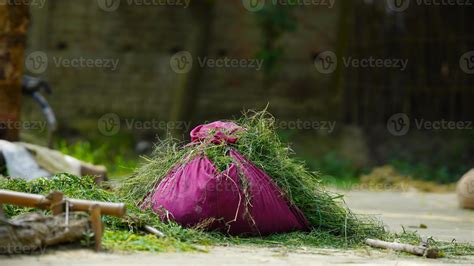 grass of rural animals 9743967 Stock Photo at Vecteezy