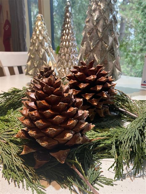 3 Large Coulter Pine Cones | Etsy