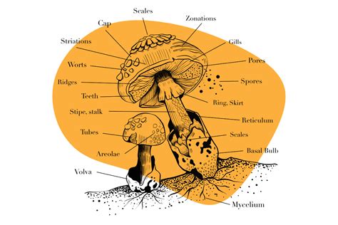 Beyond the Cap: The Anatomy of a Mushroom - Tripsitter