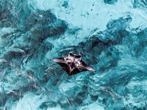 Scientists Find Only The Third Manta Ray Nursery in the World, “Right ...