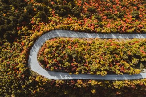 Premium Photo | Top view photo of a forest road in autumn.