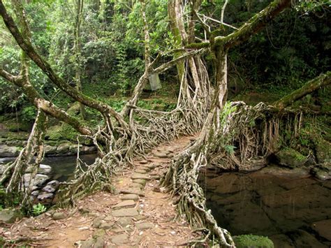 500 Year Old Living Root Pedestrian Bridges Of Cherrapunji