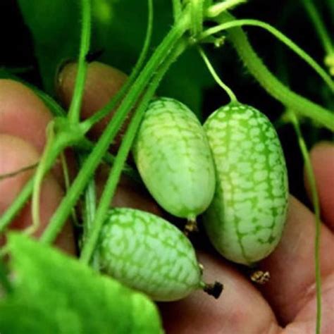 Mini Watermelon Seeds — USA Garden Center