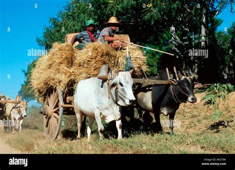 Yoke of oxen Stock Photo, Royalty Free Image: 14866506 - Alamy