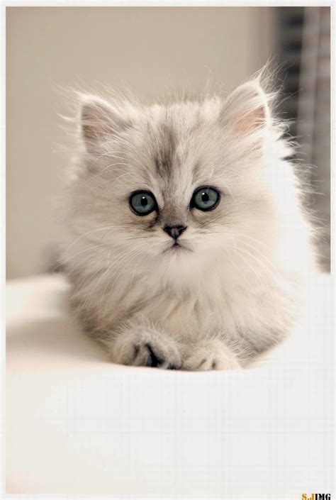 Pet's World: Top 5 Cute Cat Breeds For Families