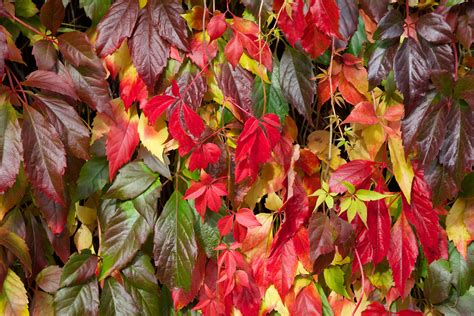 Virginia creeper shows its full range of autumn colours (October 1st ...