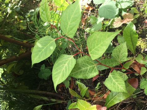 Japanese Knotweed Removal in Radcliffe - Weedtec