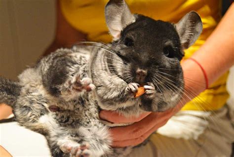 Breeding chinchillas - ZooEasy